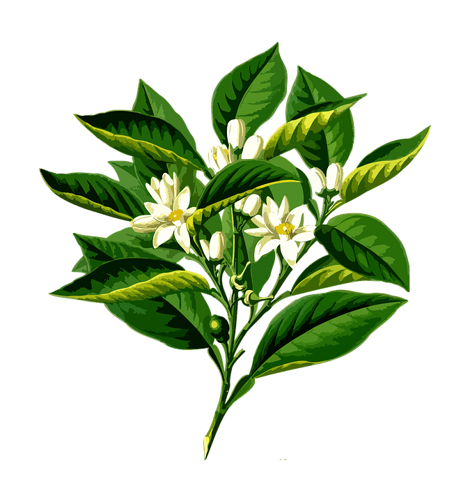 Broken Leaf (Here’s to&nbsp;You)