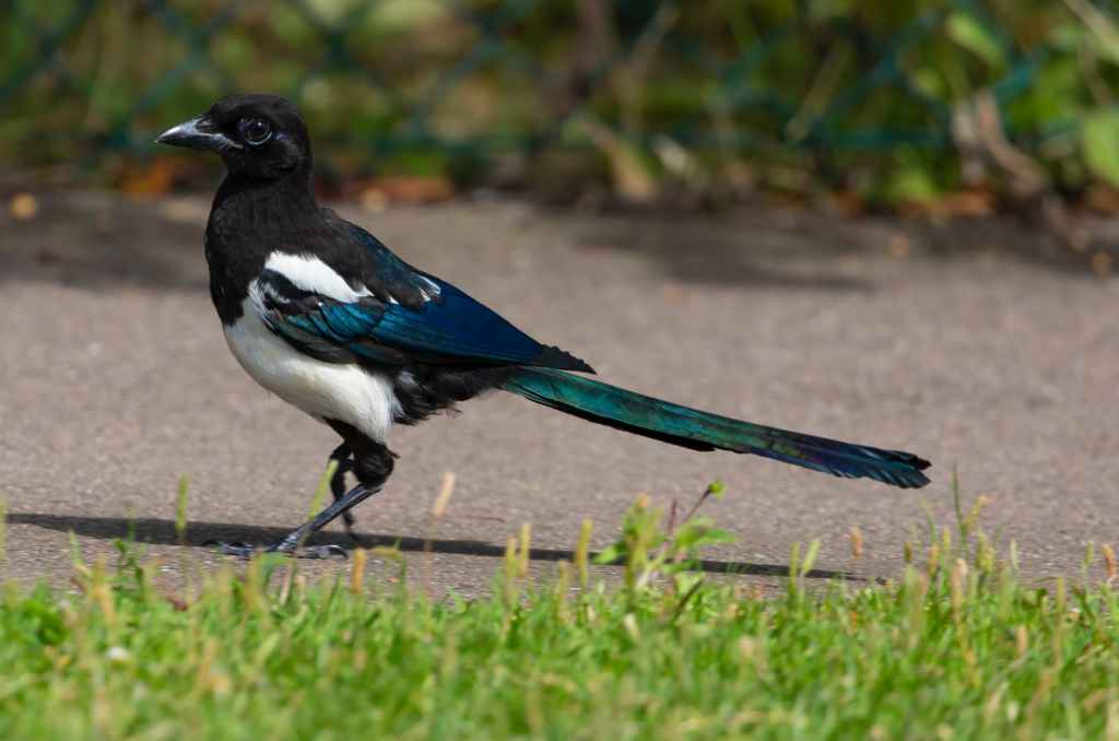 Like Peering Magpie