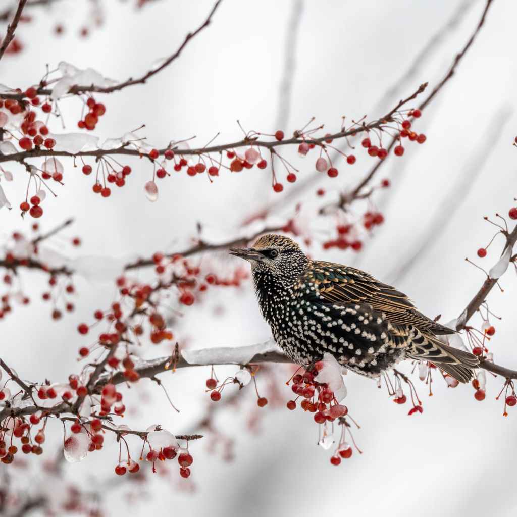 Starling-Covered Trees