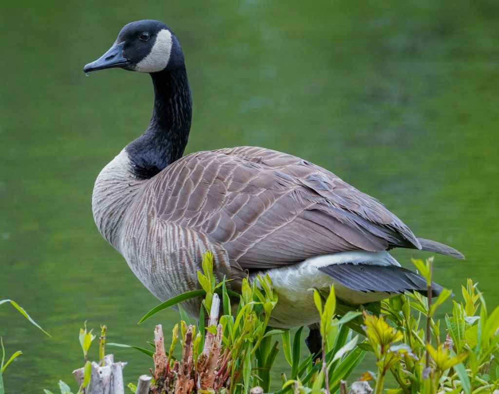 A Canada Goose