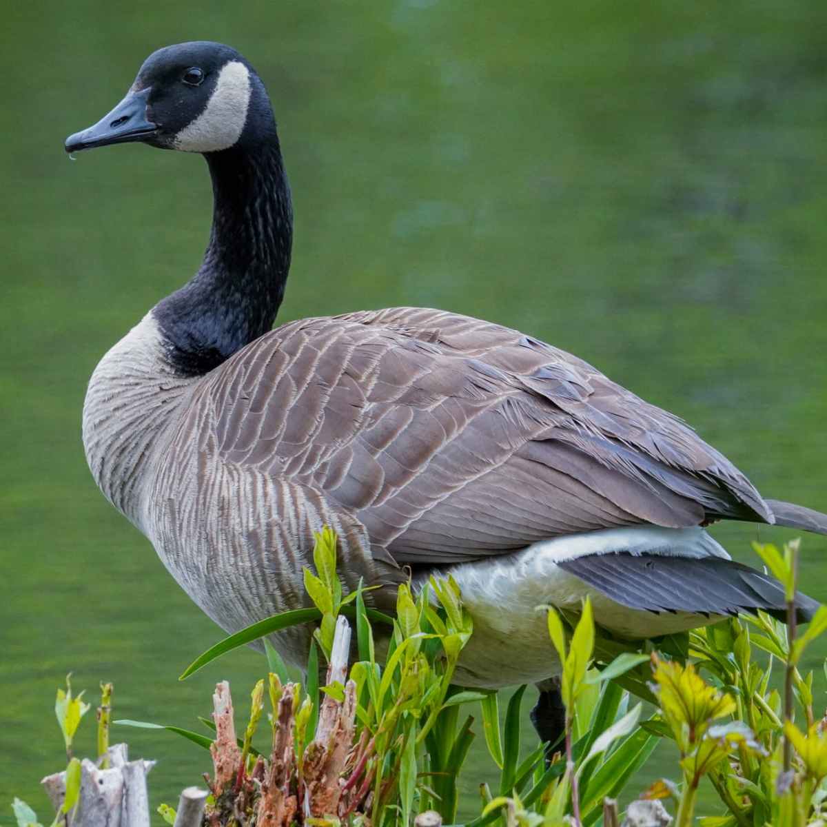 A Canada Goose